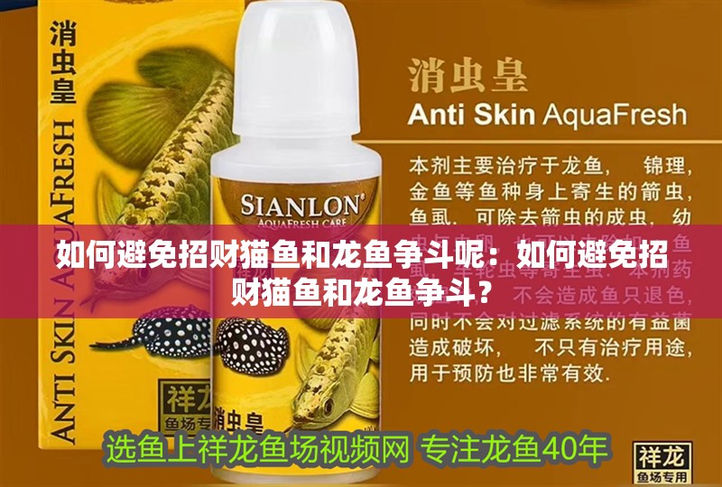 如何避免招財貓魚和龍魚爭斗呢：如何避免招財貓魚和龍魚爭斗？