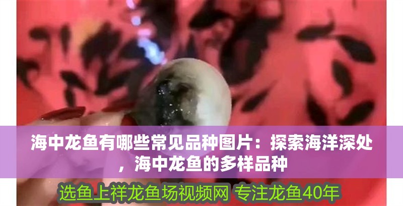 海中龍魚有哪些常見品種圖片：探索海洋深處，海中龍魚的多樣品種