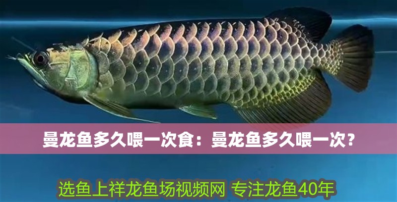 曼龍魚多久喂一次食：曼龍魚多久喂一次？