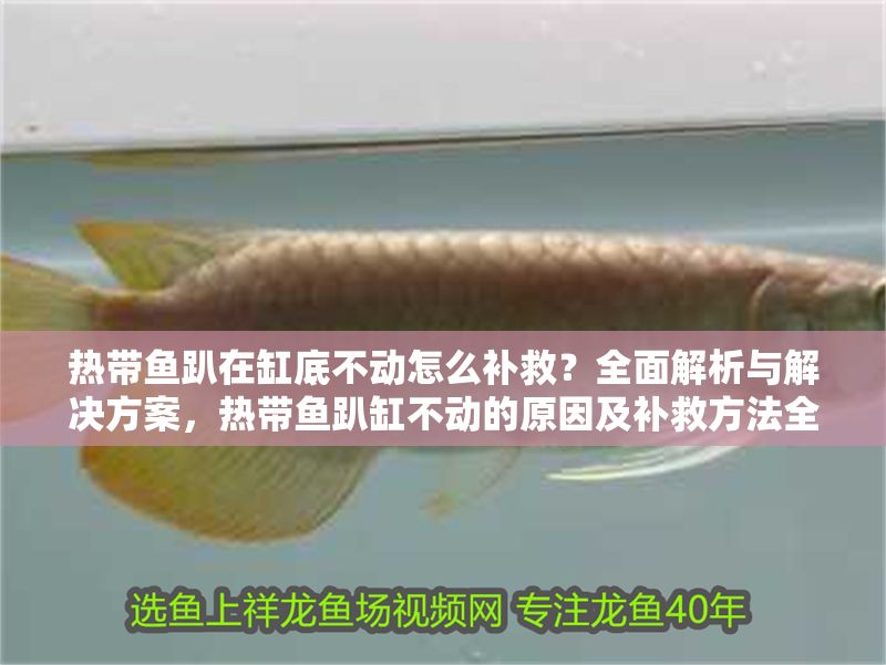 熱帶魚趴在缸底不動怎么補救？全面解析與解決方案，熱帶魚趴缸不動的原因及補救方法全解析