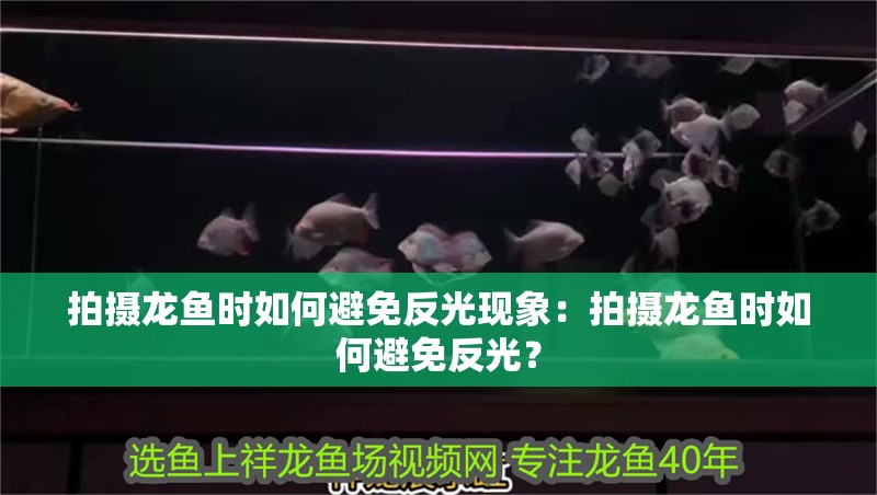 拍攝龍魚時如何避免反光現象：拍攝龍魚時如何避免反光？