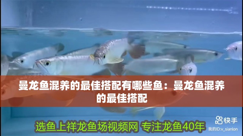 曼龍魚混養的最佳搭配有哪些魚：曼龍魚混養的最佳搭配