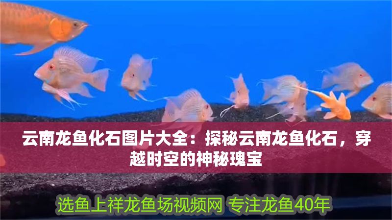 云南龍魚化石圖片大全：探秘云南龍魚化石，穿越時空的神秘瑰寶