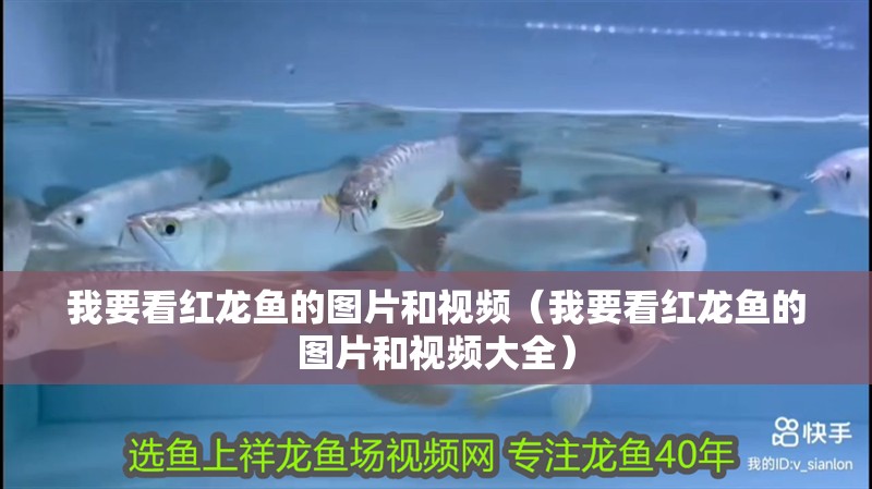 我要看紅龍魚的圖片和視頻（我要看紅龍魚的圖片和視頻大全）