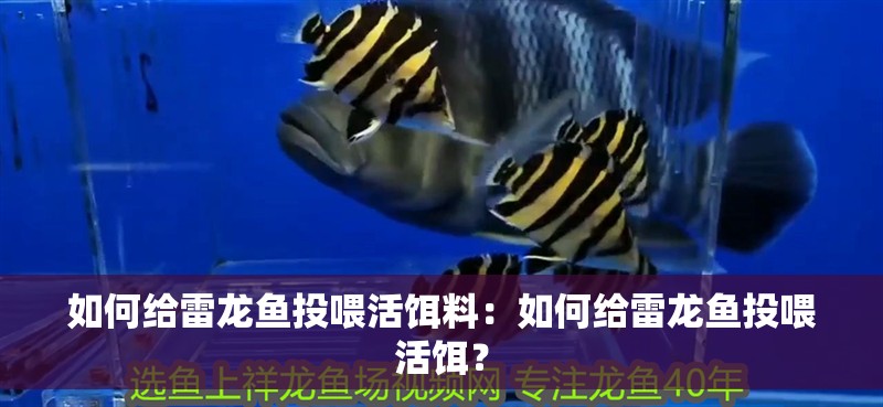 如何給雷龍魚投喂活餌料：如何給雷龍魚投喂活餌？