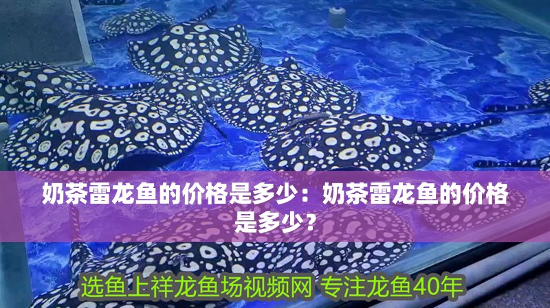 奶茶雷龍魚的價格是多少：奶茶雷龍魚的價格是多少？