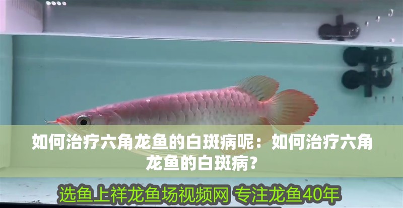 如何治療六角龍魚的白斑病呢：如何治療六角龍魚的白斑病？