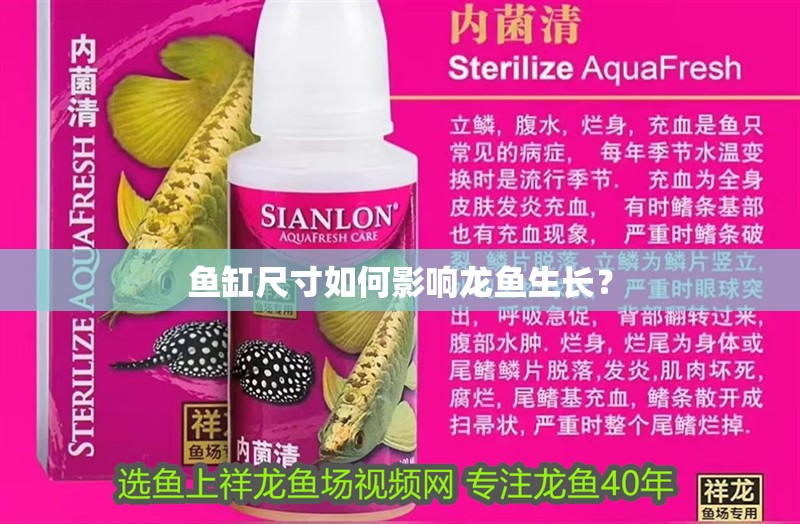 魚缸尺寸如何影響龍魚生長？