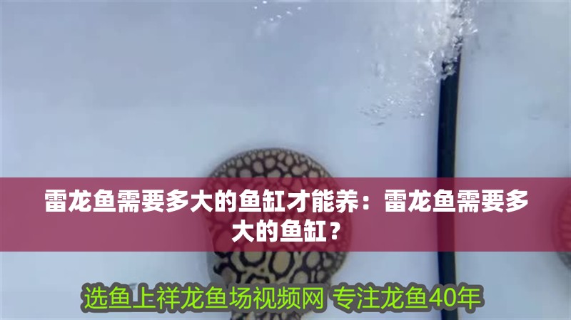 雷龍魚需要多大的魚缸才能養(yǎng)：雷龍魚需要多大的魚缸？