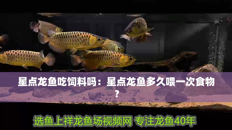 星點龍魚吃飼料嗎：星點龍魚多久喂一次食物？