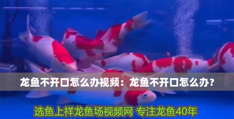 龍魚不開口怎么辦視頻：龍魚不開口怎么辦？