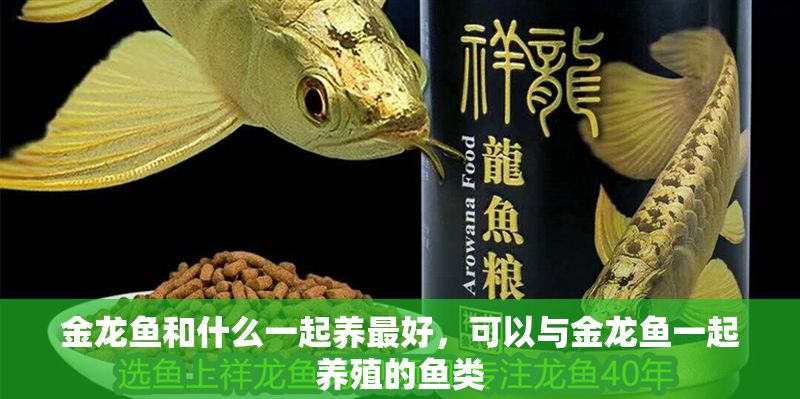 金龍魚和什么一起養最好，可以與金龍魚一起養殖的魚類