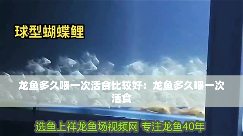 龍魚多久喂一次活食比較好：龍魚多久喂一次活食
