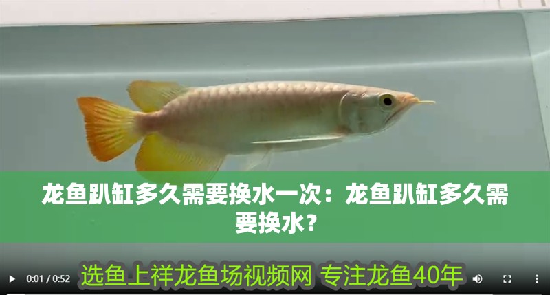 龍魚趴缸多久需要換水一次：龍魚趴缸多久需要換水？