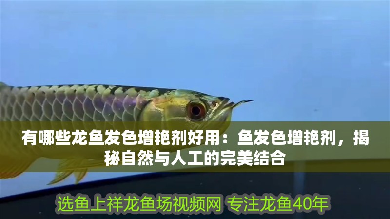 有哪些龍魚發(fā)色增艷劑好用：魚發(fā)色增艷劑，揭秘自然與人工的完美結(jié)合