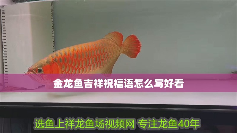 金龍魚吉祥祝福語怎么寫好看
