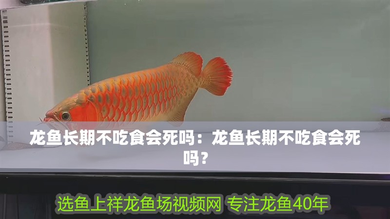 龍魚長期不吃食會死嗎：龍魚長期不吃食會死嗎？
