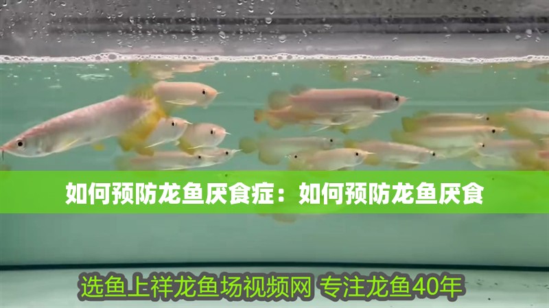 如何預(yù)防龍魚厭食癥：如何預(yù)防龍魚厭食