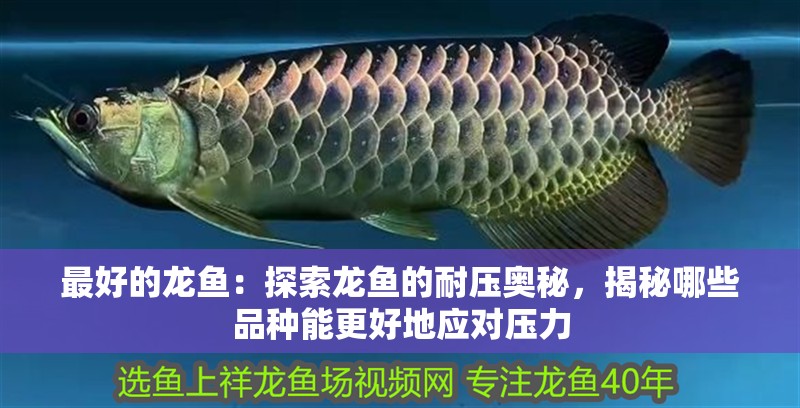 最好的龍魚：探索龍魚的耐壓奧秘，揭秘哪些品種能更好地應對壓力