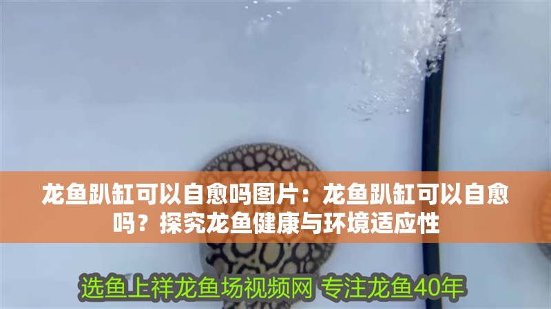 龍魚趴缸可以自愈嗎圖片：龍魚趴缸可以自愈嗎？探究龍魚健康與環境適應性