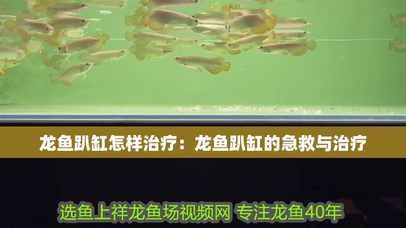 龍魚趴缸怎樣治療：龍魚趴缸的急救與治療