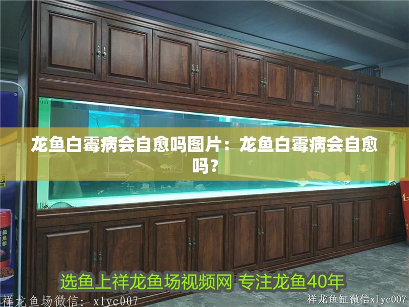 龍魚白霉病會自愈嗎圖片：龍魚白霉病會自愈嗎？