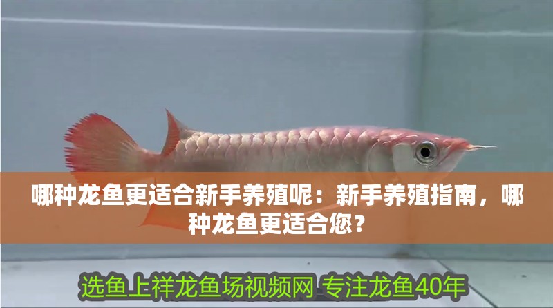 哪種龍魚更適合新手養殖呢：新手養殖指南，哪種龍魚更適合您？