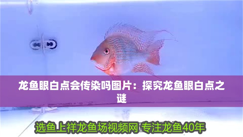 龍魚眼白點會傳染嗎圖片：探究龍魚眼白點之謎