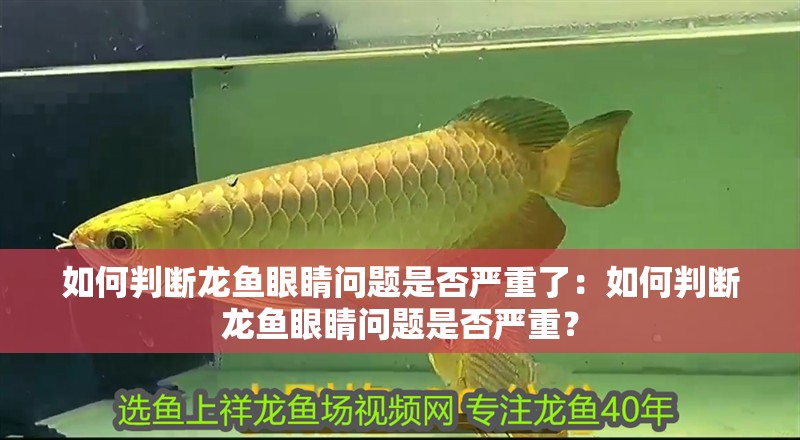 如何判斷龍魚眼睛問題是否嚴(yán)重了：如何判斷龍魚眼睛問題是否嚴(yán)重？