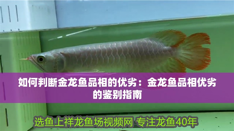 如何判斷金龍魚品相的優劣：金龍魚品相優劣的鑒別指南