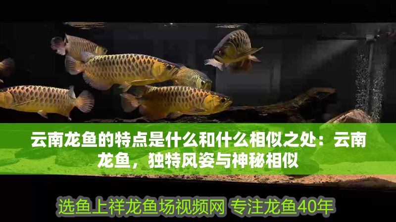 云南龍魚的特點(diǎn)是什么和什么相似之處：云南龍魚，獨(dú)特風(fēng)姿與神秘相似