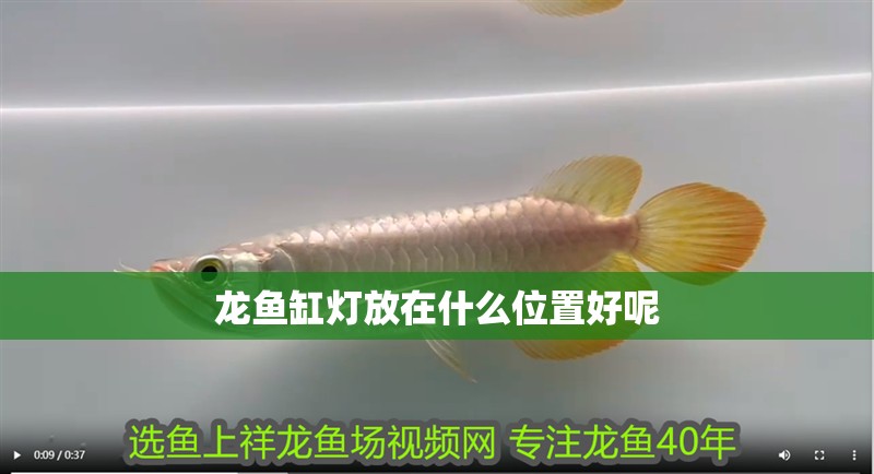 龍魚缸燈放在什么位置好呢