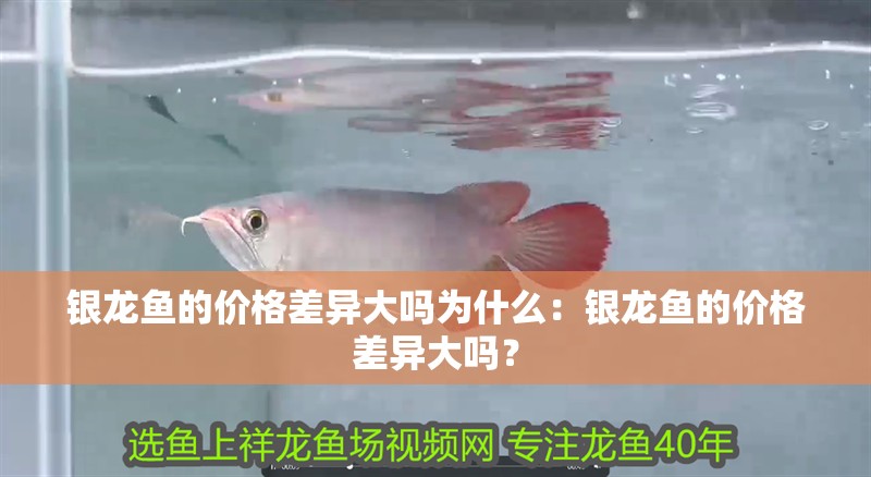 銀龍魚的價格差異大嗎為什么：銀龍魚的價格差異大嗎？