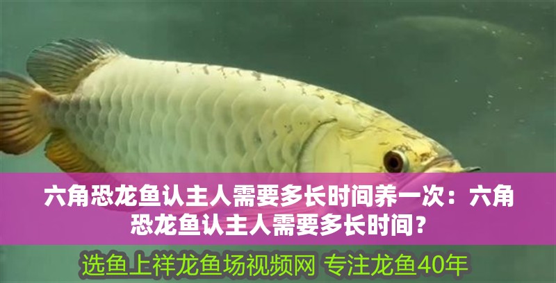 六角恐龍魚認(rèn)主人需要多長時間養(yǎng)一次：六角恐龍魚認(rèn)主人需要多長時間？