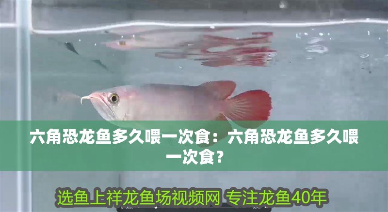 六角恐龍魚多久喂一次食：六角恐龍魚多久喂一次食？