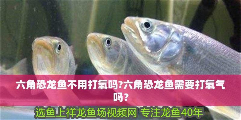 六角恐龍魚不用打氧嗎?六角恐龍魚需要打氧氣嗎？