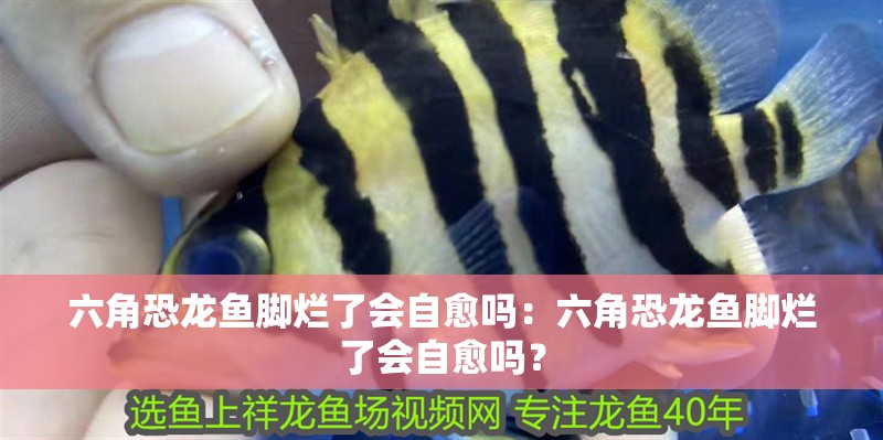 六角恐龍魚腳爛了會自愈嗎：六角恐龍魚腳爛了會自愈嗎？ 六角恐龍魚腳爛了會自愈嗎：六角恐龍魚腳爛了會自愈嗎？ 水族問答