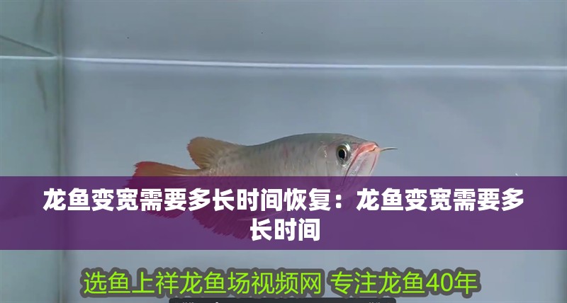 龍魚(yú)變寬需要多長(zhǎng)時(shí)間恢復(fù)：龍魚(yú)變寬需要多長(zhǎng)時(shí)間