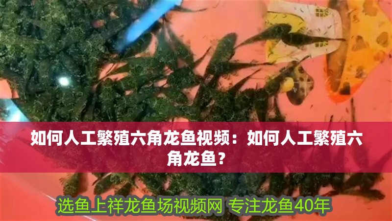 如何人工繁殖六角龍魚視頻：如何人工繁殖六角龍魚？