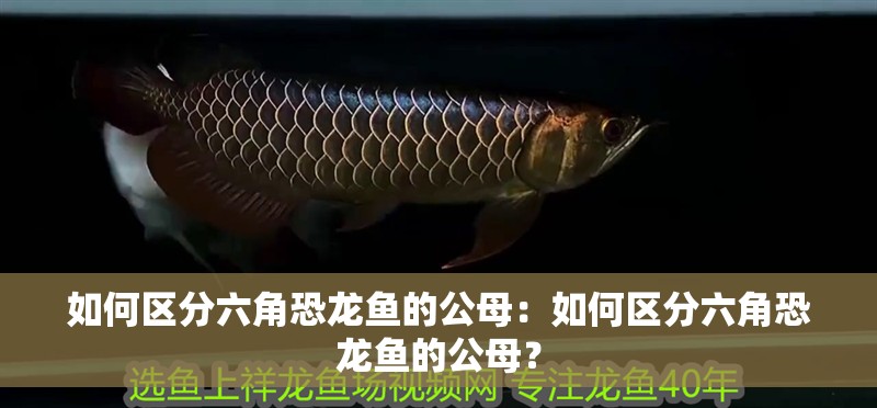 如何區分六角恐龍魚的公母：如何區分六角恐龍魚的公母？
