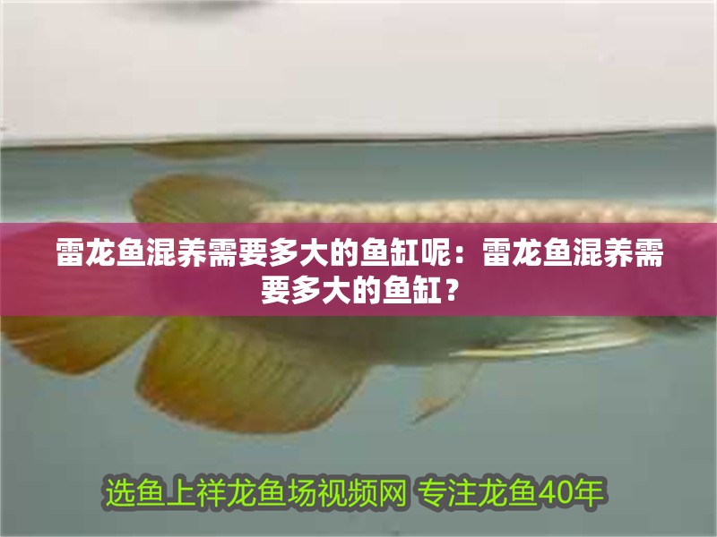 雷龍魚混養(yǎng)需要多大的魚缸呢：雷龍魚混養(yǎng)需要多大的魚缸？