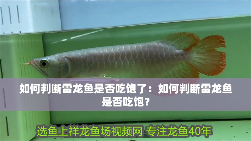 如何判斷雷龍魚是否吃飽了：如何判斷雷龍魚是否吃飽？