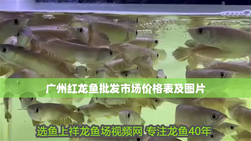 廣州紅龍魚批發市場價格表及圖片