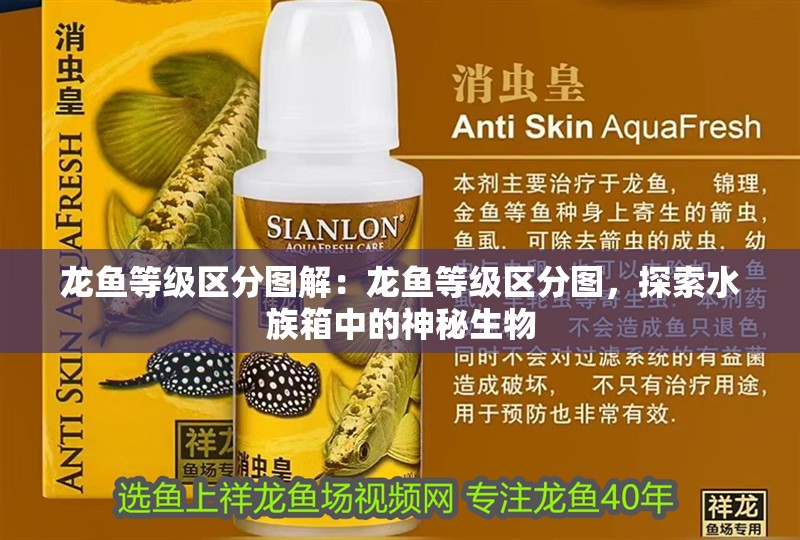 龍魚(yú)等級(jí)區(qū)分圖解：龍魚(yú)等級(jí)區(qū)分圖，探索水族箱中的神秘生物