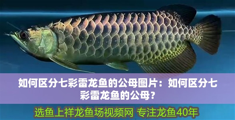 如何區分七彩雷龍魚的公母圖片：如何區分七彩雷龍魚的公母？