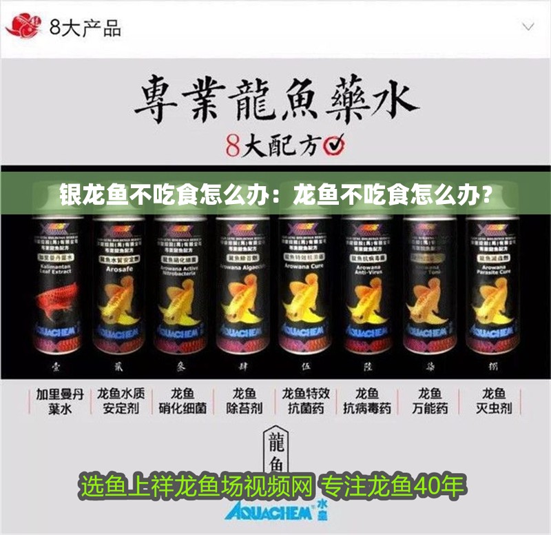 銀龍魚不吃食怎么辦：龍魚不吃食怎么辦？