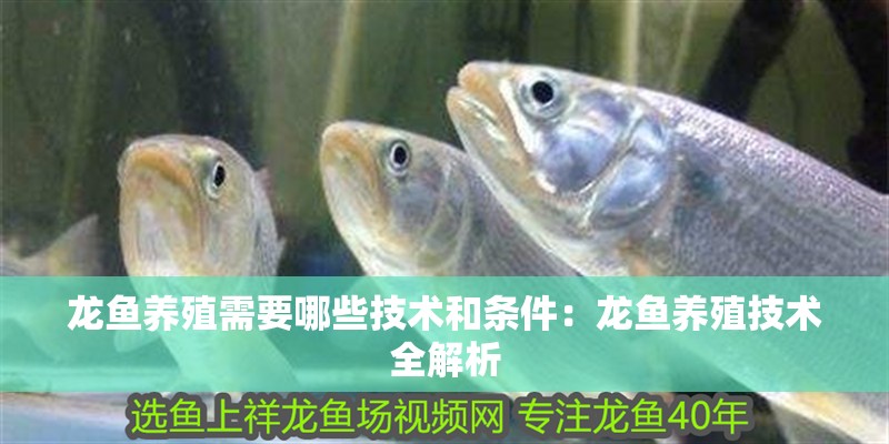 龍魚養殖需要哪些技術和條件：龍魚養殖技術全解析