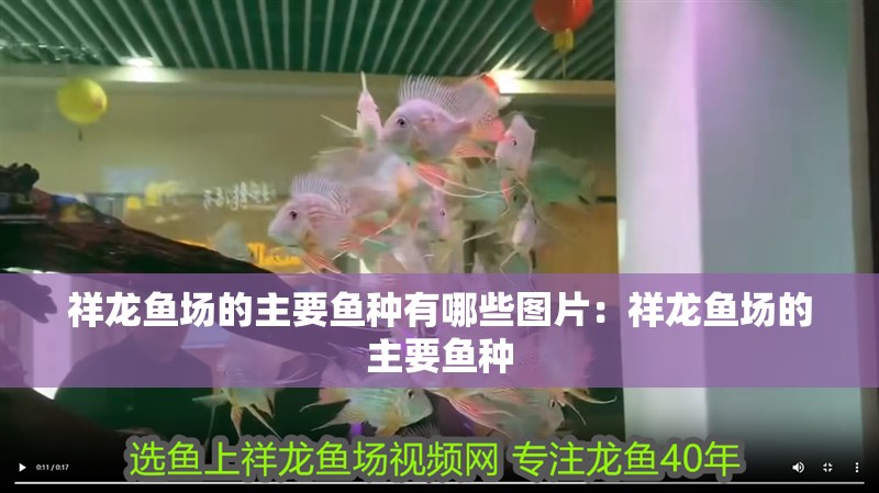 祥龍魚場的主要魚種有哪些圖片：祥龍魚場的主要魚種