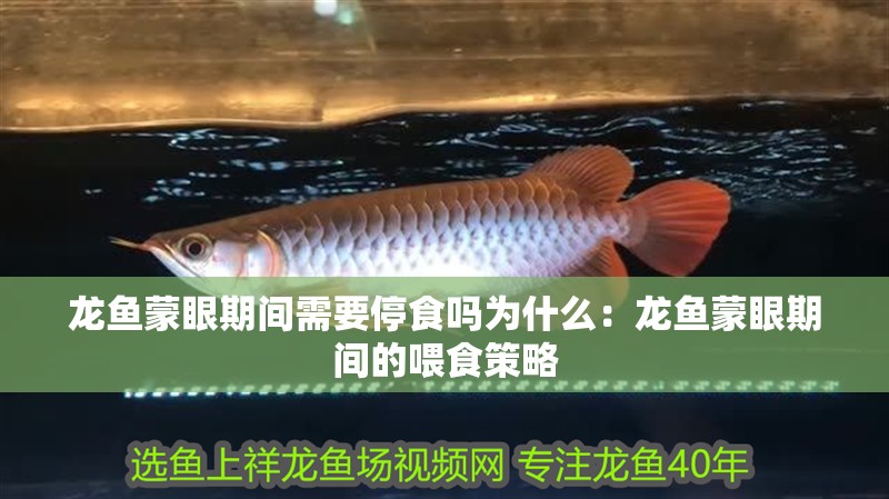 龍魚蒙眼期間需要停食嗎為什么：龍魚蒙眼期間的喂食策略