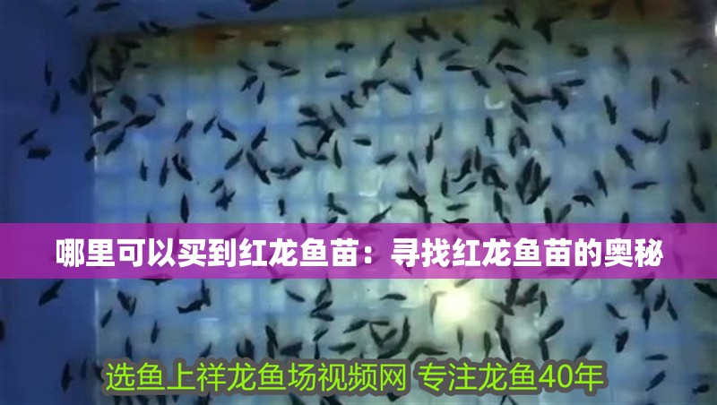 哪里可以買到紅龍魚苗：尋找紅龍魚苗的奧秘